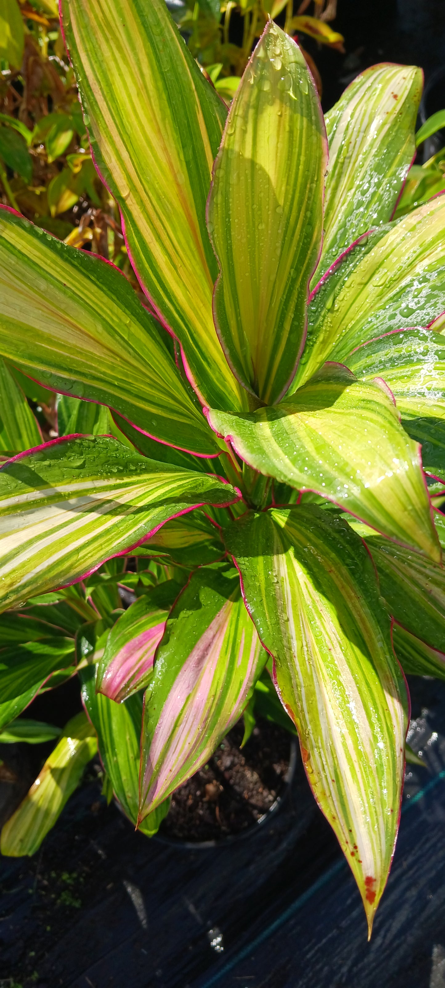 Ti Plant Cordyline fruticosa Kiwi Tropical Plants