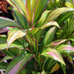 Ti Plant Cordyline fruticosa Kiwi Tropical Plants
