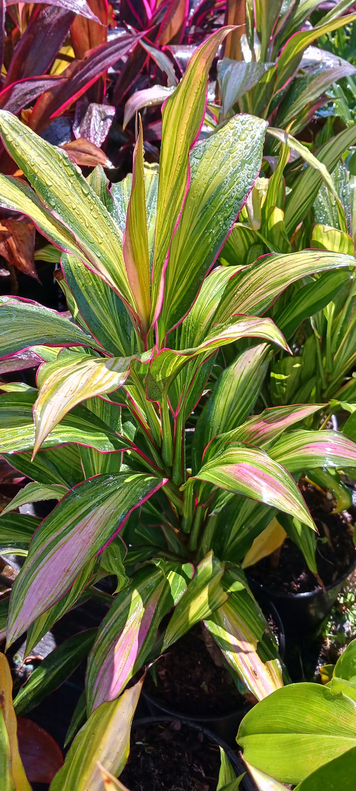 Ti Plant Cordyline fruticosa Kiwi Tropical Plants