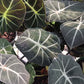 Alocasia Black Velvet Elephant Ear Tropical Plant