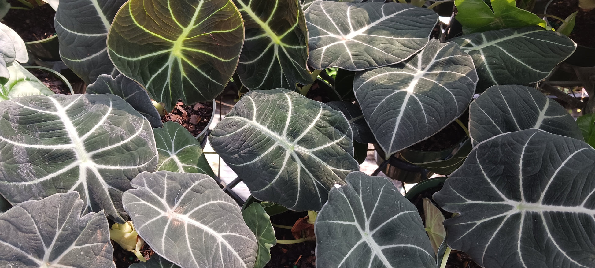 plant similar to elephant ear with velvet fill tennessee Alocasia Black Velvet Elephant Ear Tropical Plant – MadHappenings