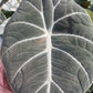 Alocasia Black Velvet Elephant Ear Tropical Plant