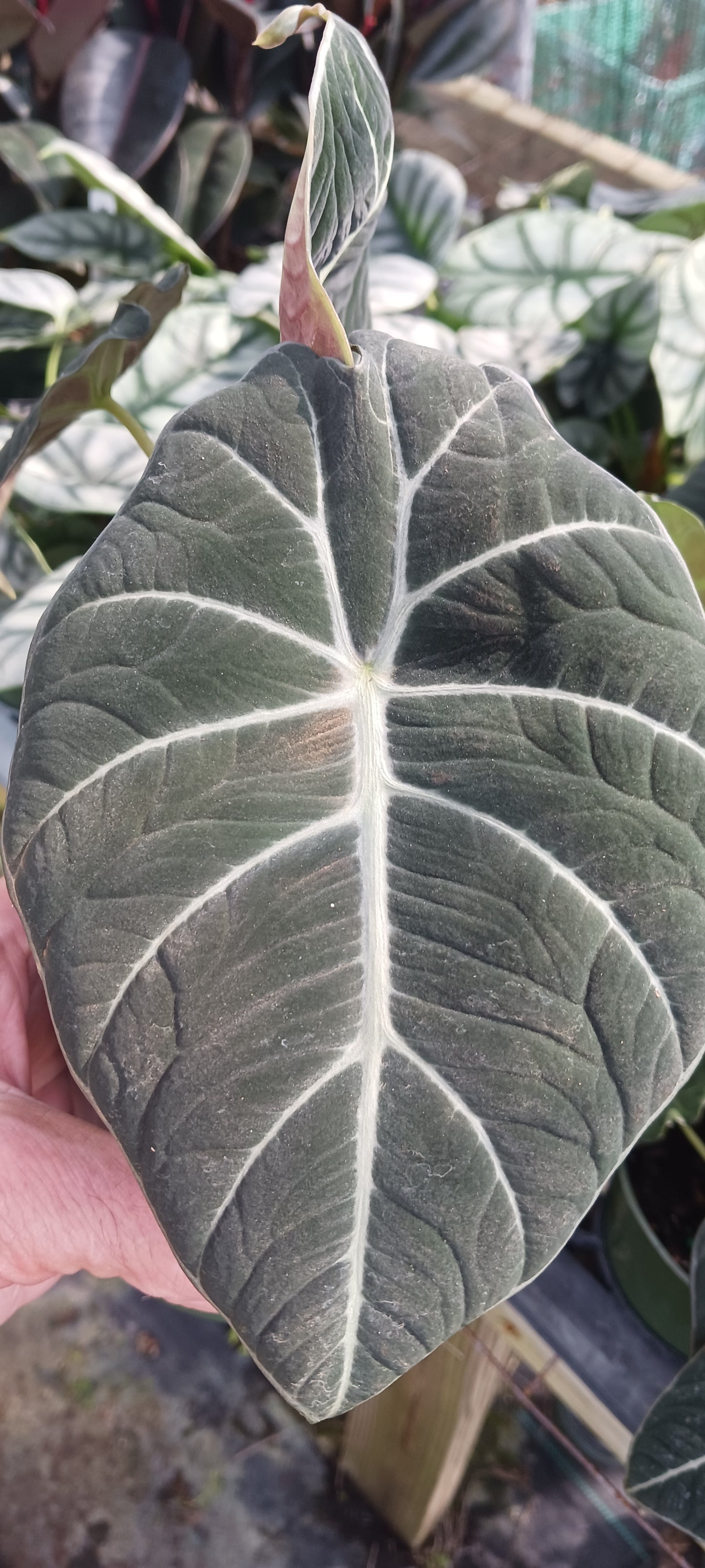 Alocasia Black Velvet Elephant Ear Tropical Plant