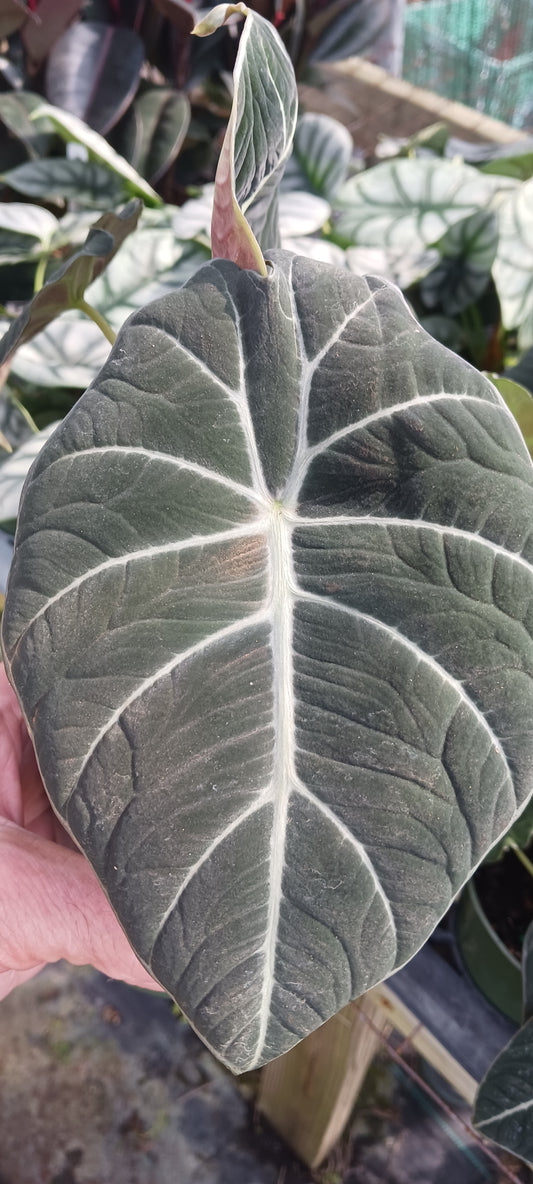 Alocasia Black Velvet Elephant Ear Tropical Plant