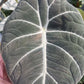 Buy (One Get One Desk Top Plan tin 4 inch pot Tropical Plant
