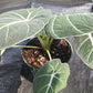 Alocasia Black Velvet Elephant Ear Tropical Plant