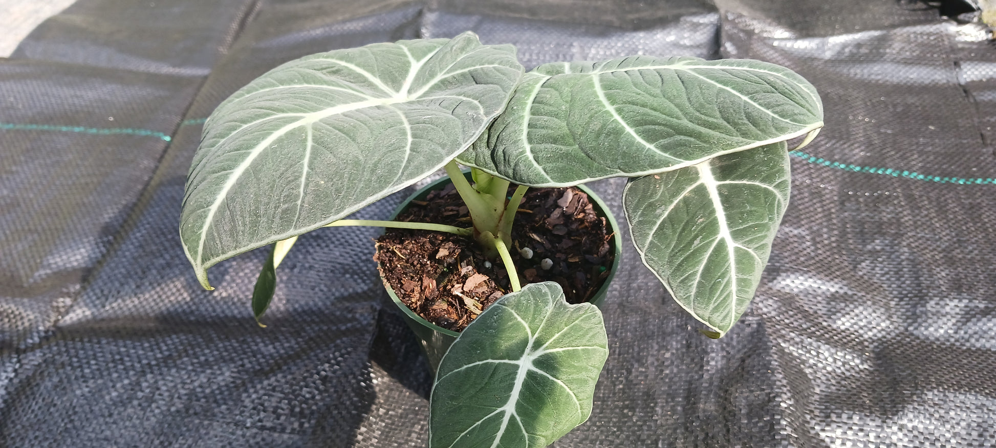 black velvet elephant ear plant care Alocasia Black Velvet Elephant Ear Tropical Plant – MadHappenings
