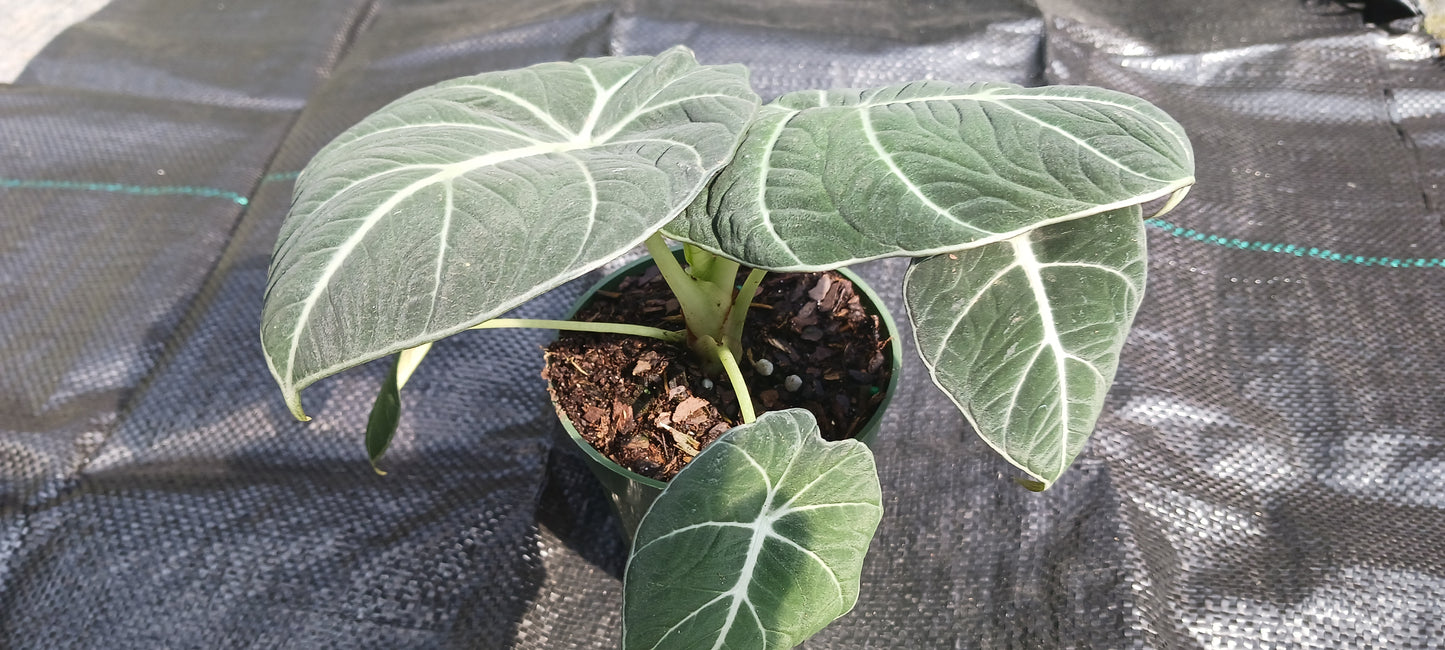 Alocasia Black Velvet Elephant Ear Tropical Plant