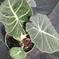 Alocasia Black Velvet Elephant Ear Tropical Plant