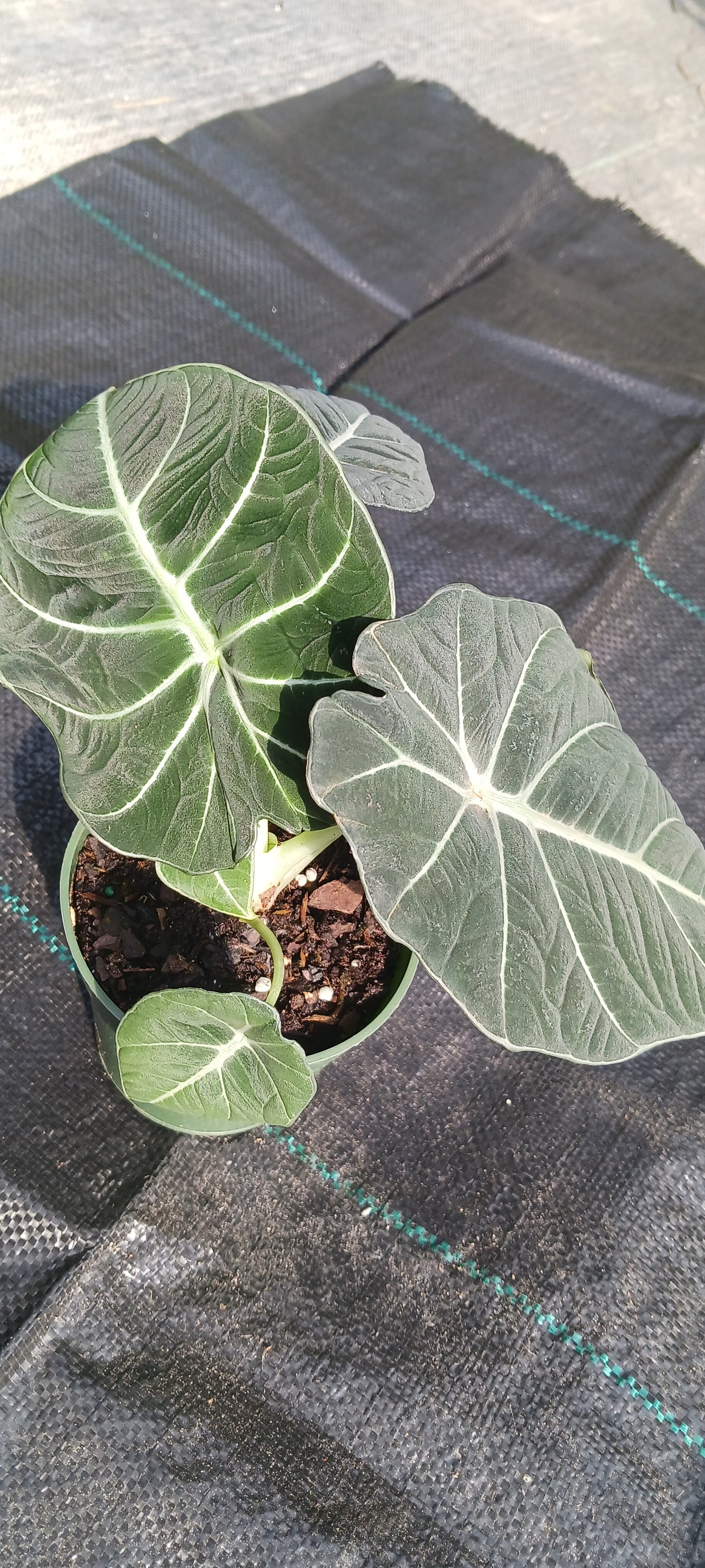 Alocasia Black Velvet Elephant Ear Tropical Plant