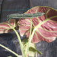 Alocasia Black Velvet Elephant Ear Tropical Plant