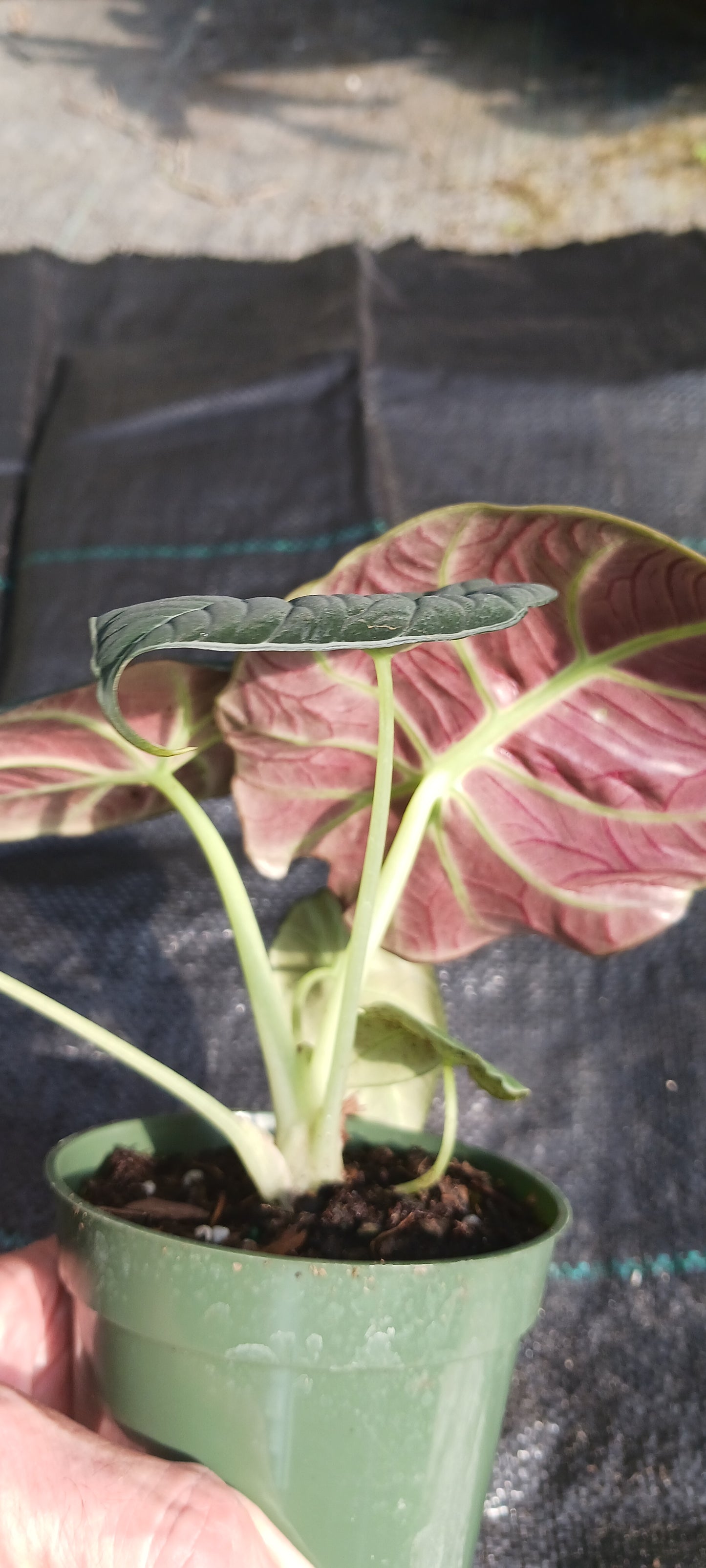 Alocasia Black Velvet Elephant Ear Tropical Plant