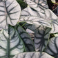 Alocasia Silver Dragon Elephant Ear Tropical Plant