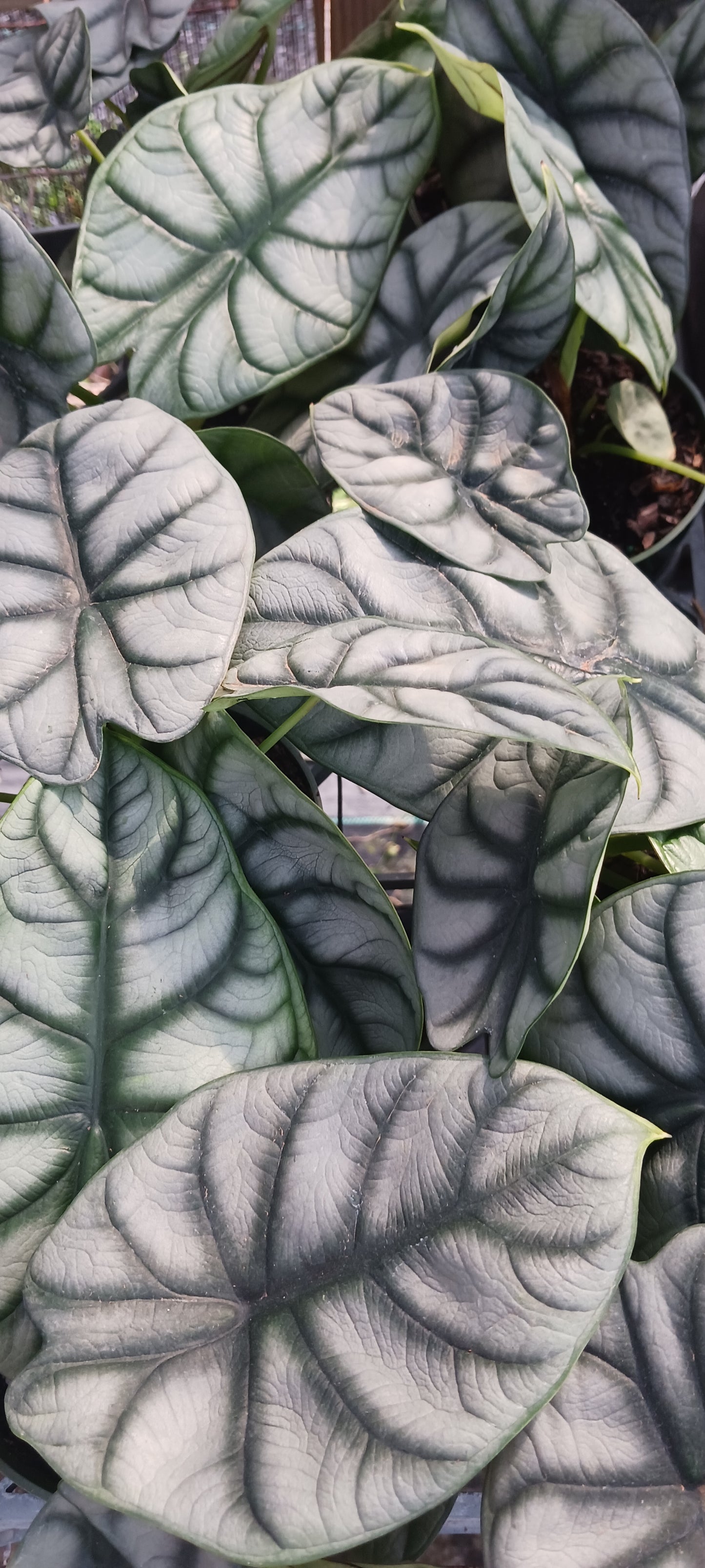 Alocasia Silver Dragon Elephant Ear Tropical Plant