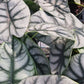 Buy (One Get One Desk Top Plan tin 4 inch pot Tropical Plant