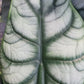 Alocasia Silver Dragon Elephant Ear Tropical Plant