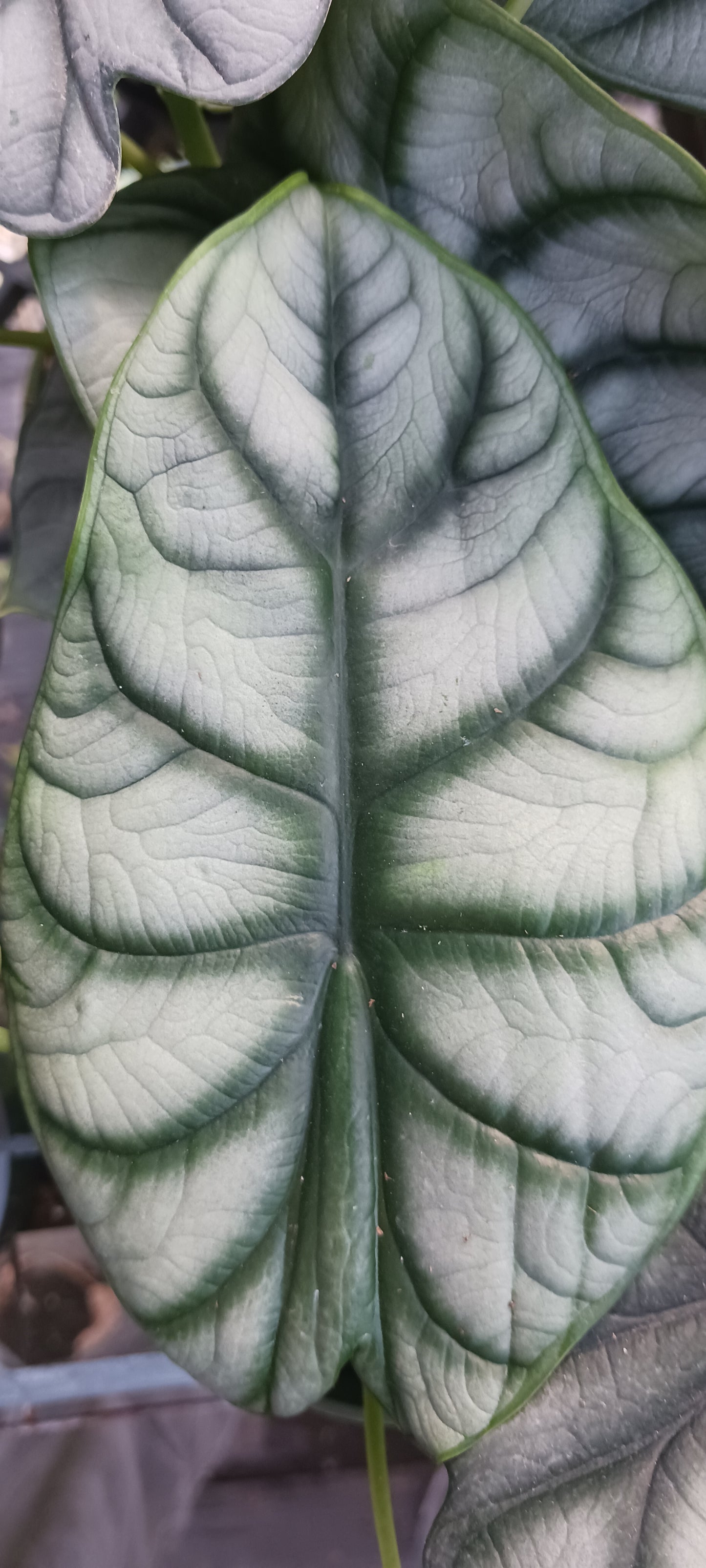 Alocasia Silver Dragon Elephant Ear Tropical Plant