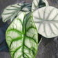 Alocasia Silver Dragon Elephant Ear Tropical Plant
