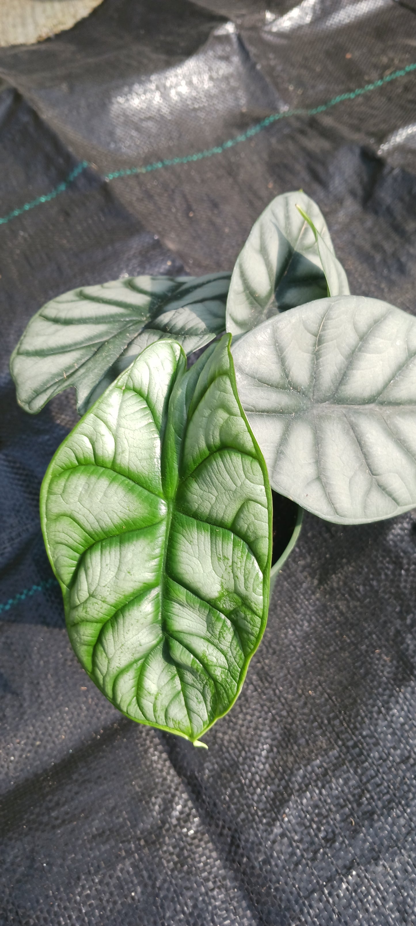 Alocasia Silver Dragon Elephant Ear Tropical Plant