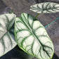 Alocasia Silver Dragon Elephant Ear Tropical Plant