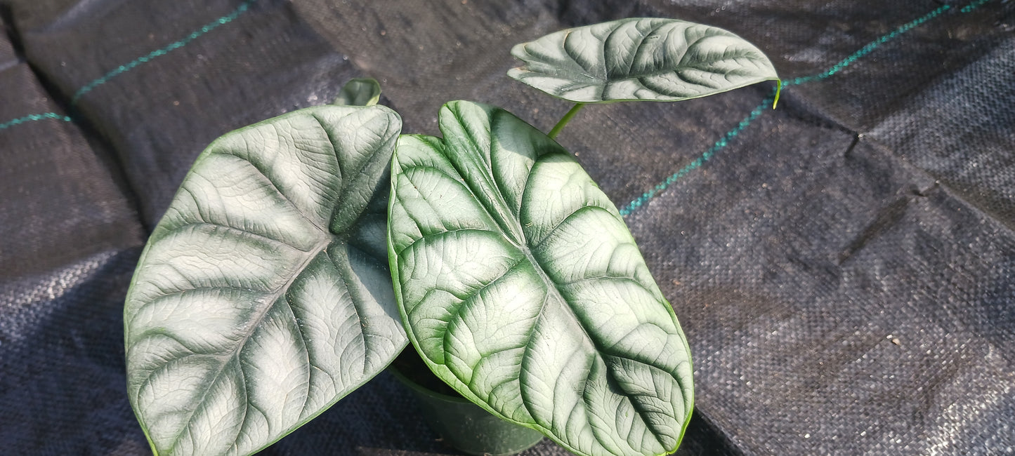 Alocasia Silver Dragon Elephant Ear Tropical Plant