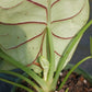 Alocasia Silver Dragon Elephant Ear Tropical Plant