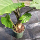 Alocasia Low Rider Elephant Ear Tropical Plant