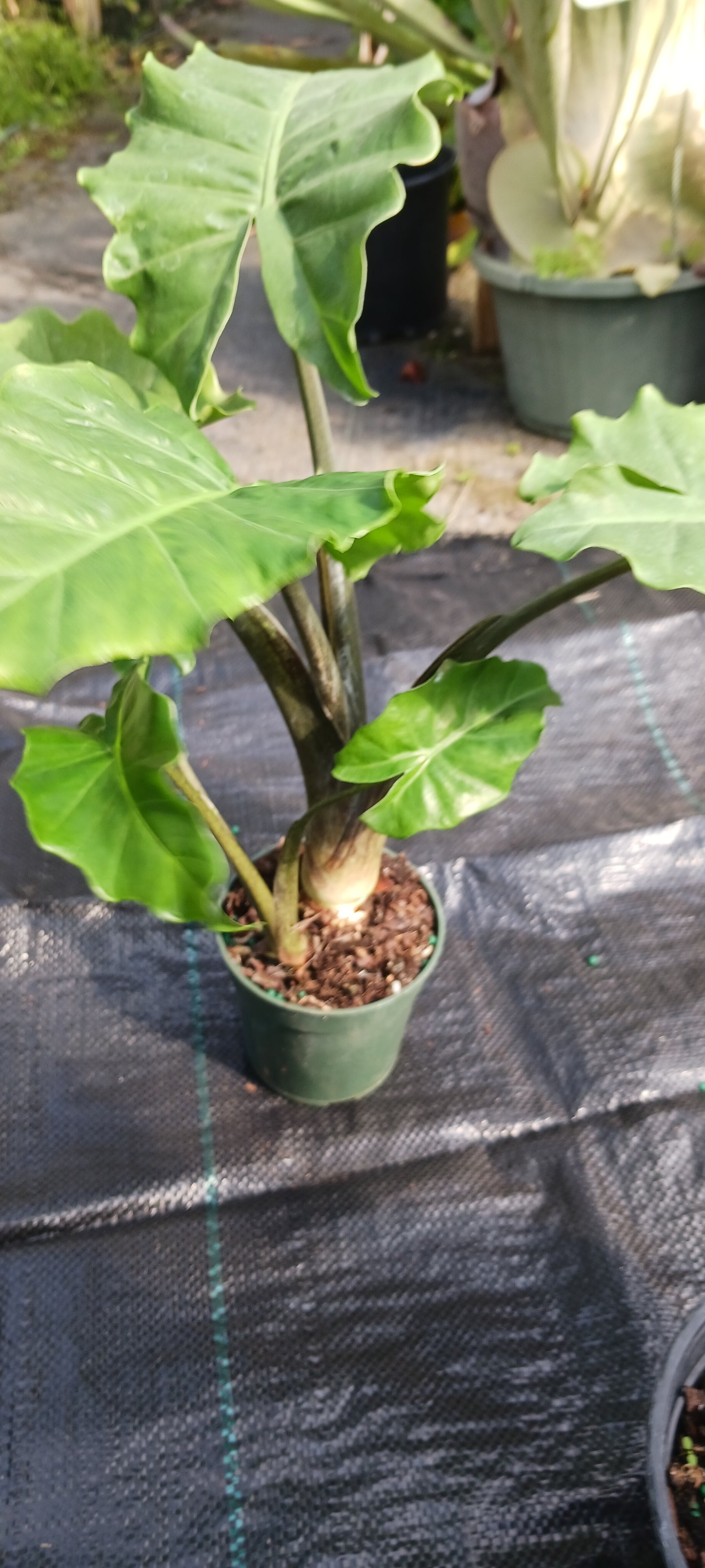 Alocasia Low Rider Elephant Ear Tropical Plant