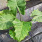 Alocasia Low Rider Elephant Ear Tropical Plant