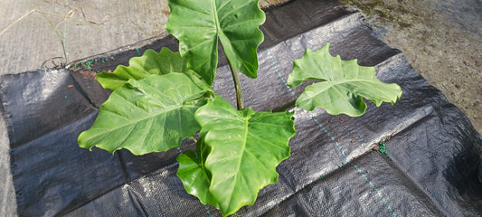Alocasia Low Rider Elephant Ear Tropical Plant