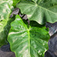 Alocasia Low Rider Elephant Ear Tropical Plant