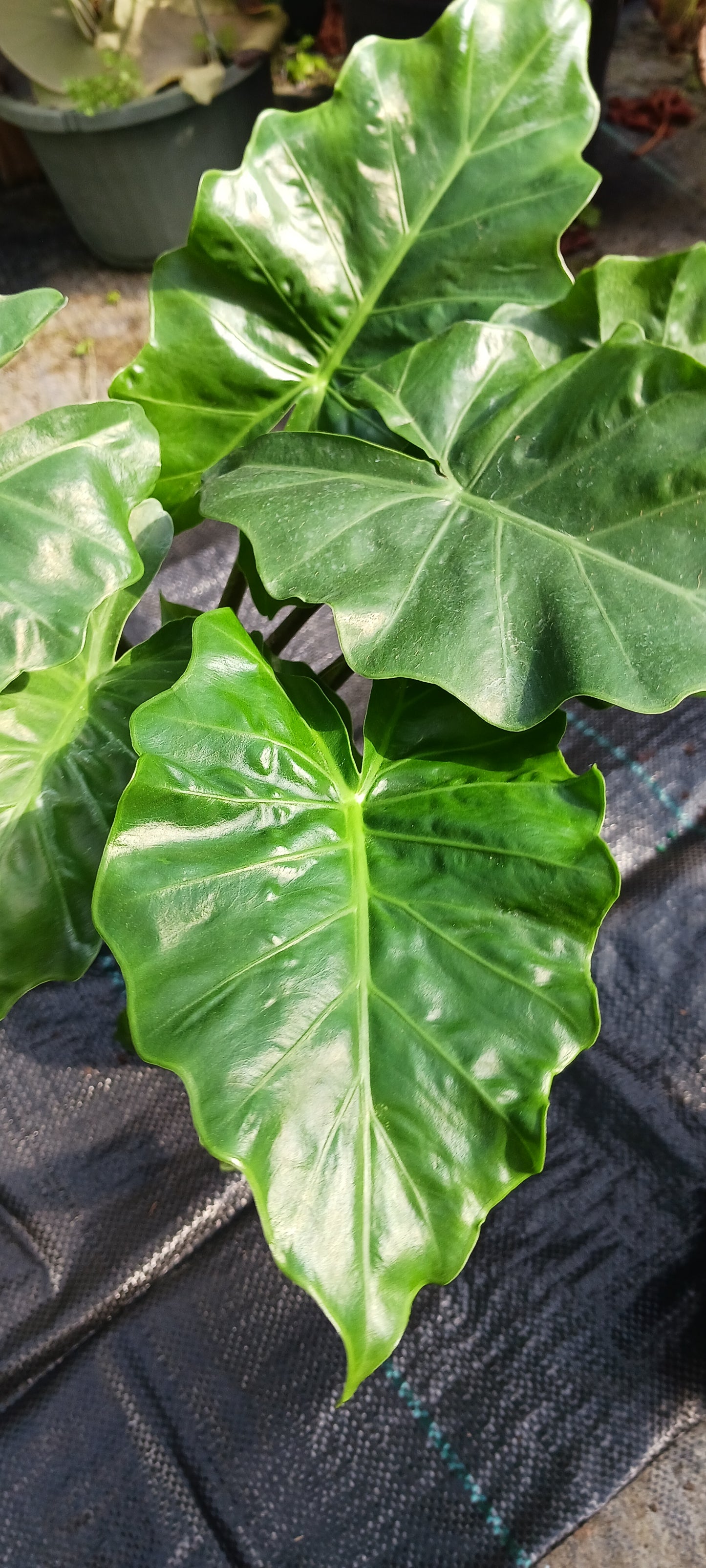 Alocasia Low Rider Elephant Ear Tropical Plant
