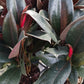 Ficus Robusta Burgundy Rubber Plant Tropical Plant