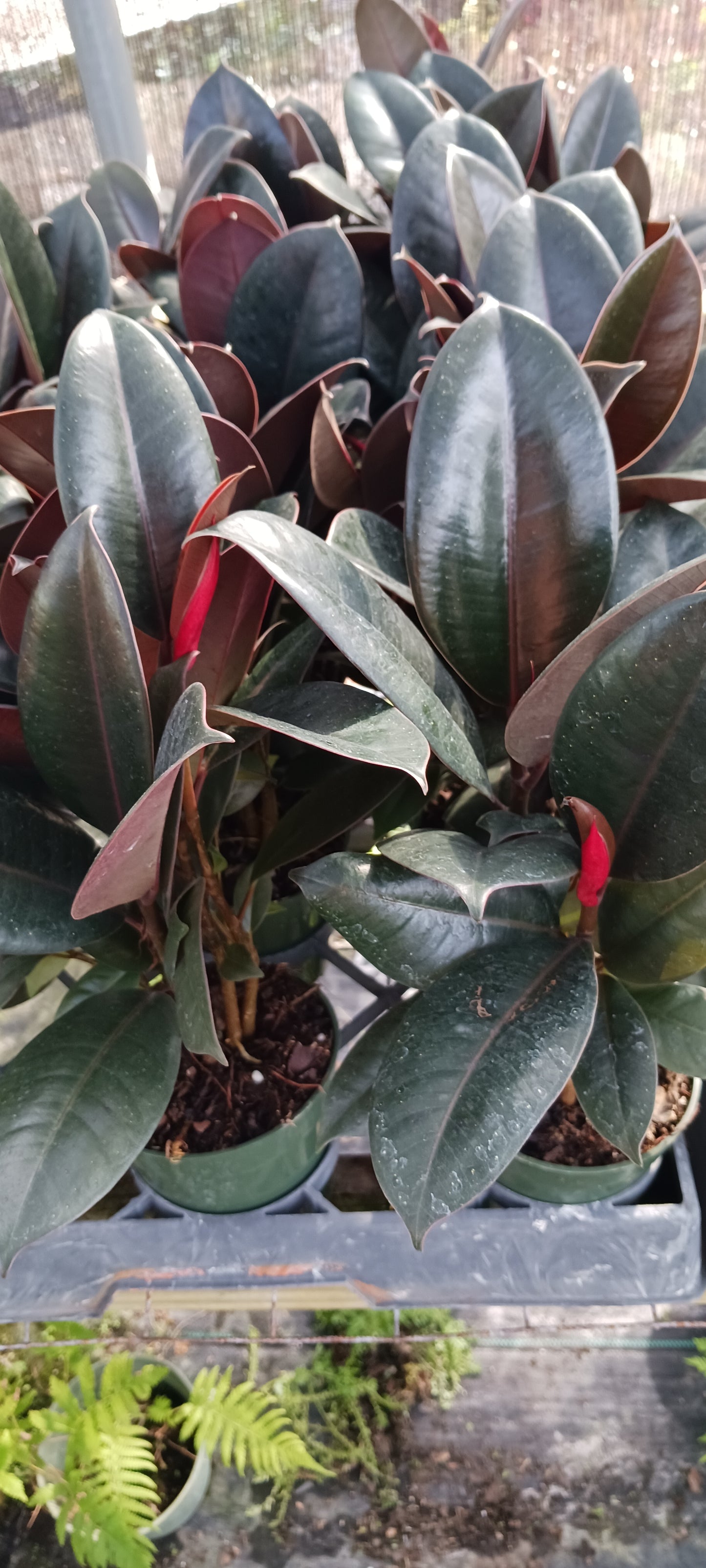 Ficus Robusta Burgundy Rubber Plant Tropical Plant