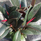 Ficus Robusta Burgundy Rubber Plant Tropical Plant