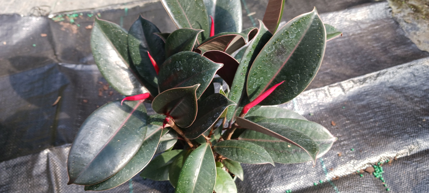 Ficus Robusta Burgundy Rubber Plant Tropical Plant