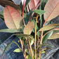 Ficus Robusta Burgundy Rubber Plant Tropical Plant