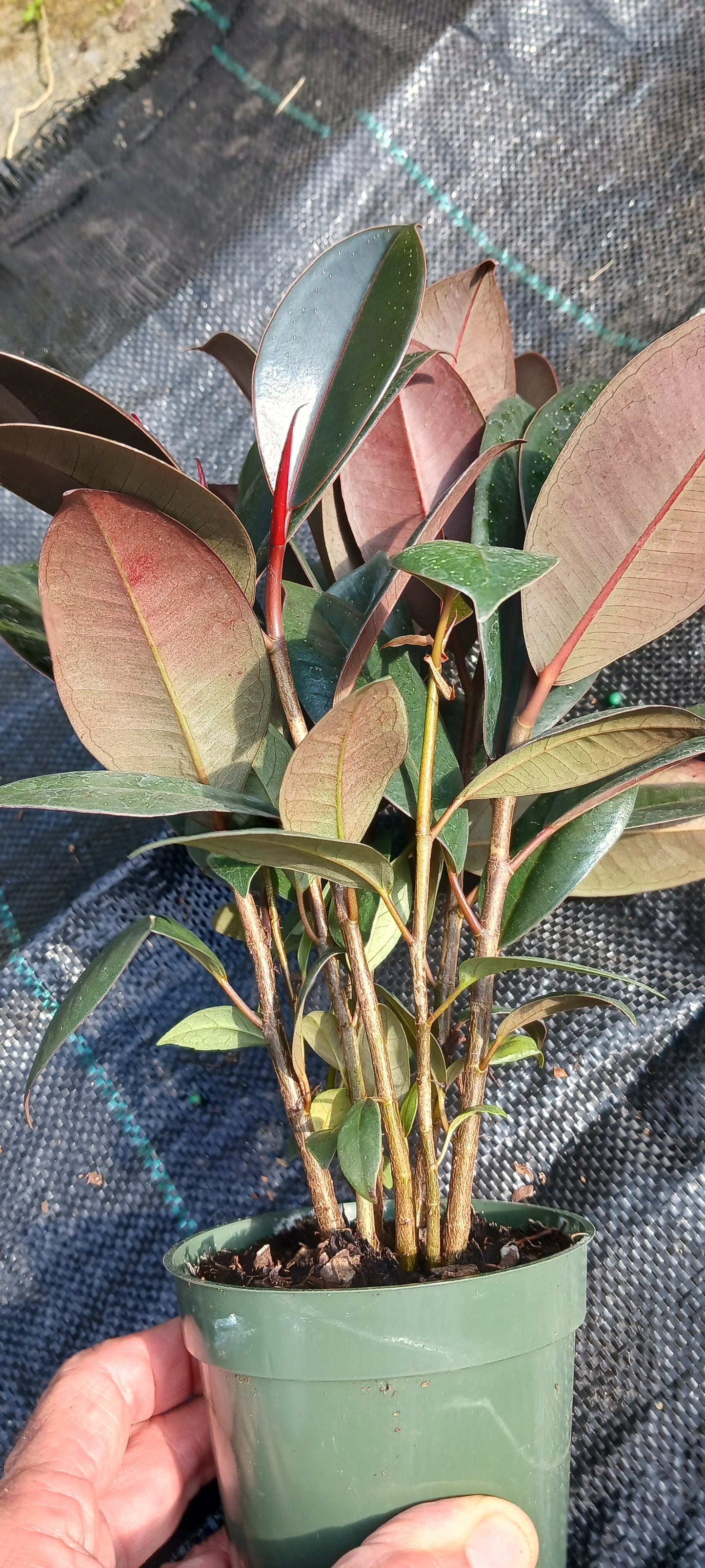 Ficus Robusta Burgundy Rubber Plant Tropical Plant