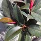 Ficus Robusta Burgundy Rubber Plant Tropical Plant