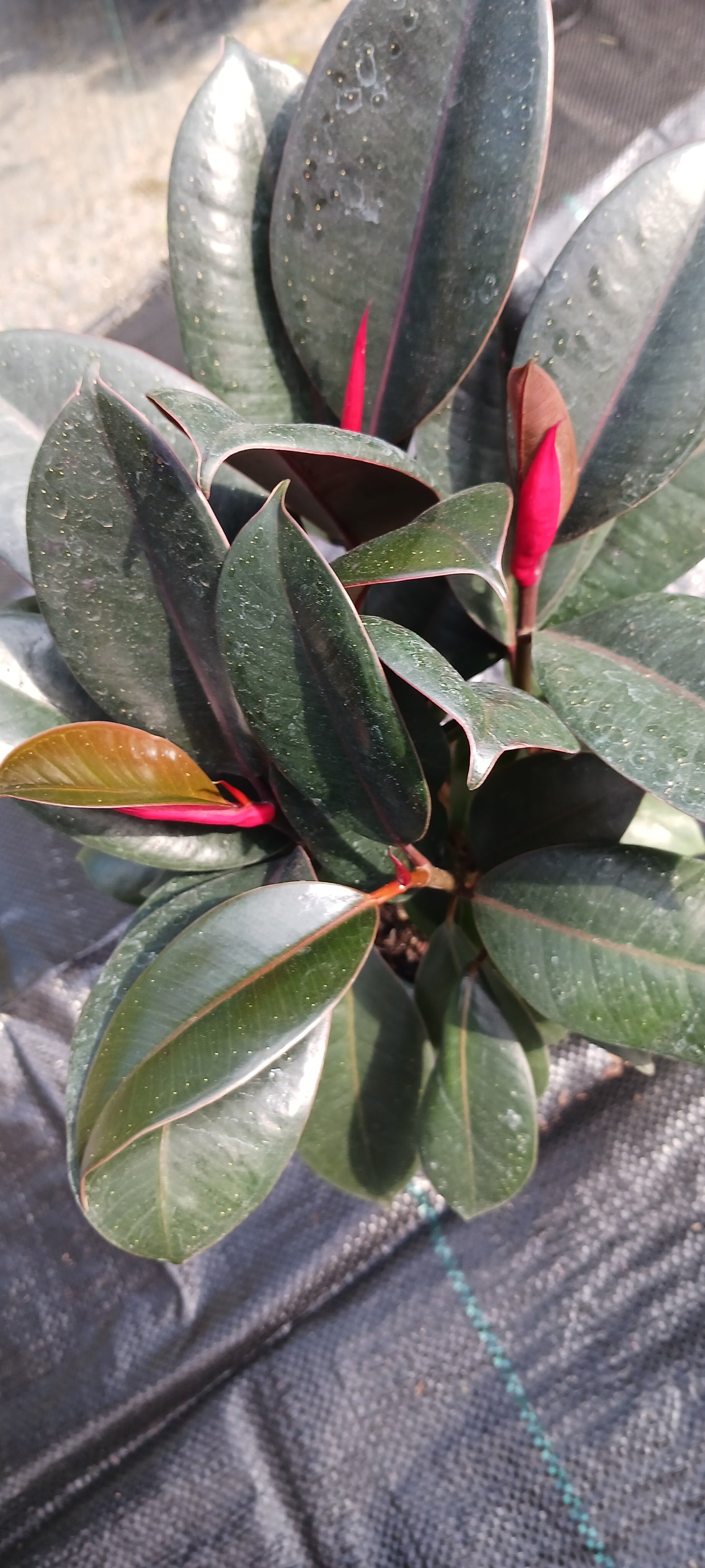 Ficus Robusta Burgundy Rubber Plant Tropical Plant