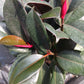 Buy (One Get One Desk Top Plan tin 4 inch pot Tropical Plant