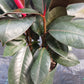 Ficus Robusta Burgundy Rubber Plant Tropical Plant