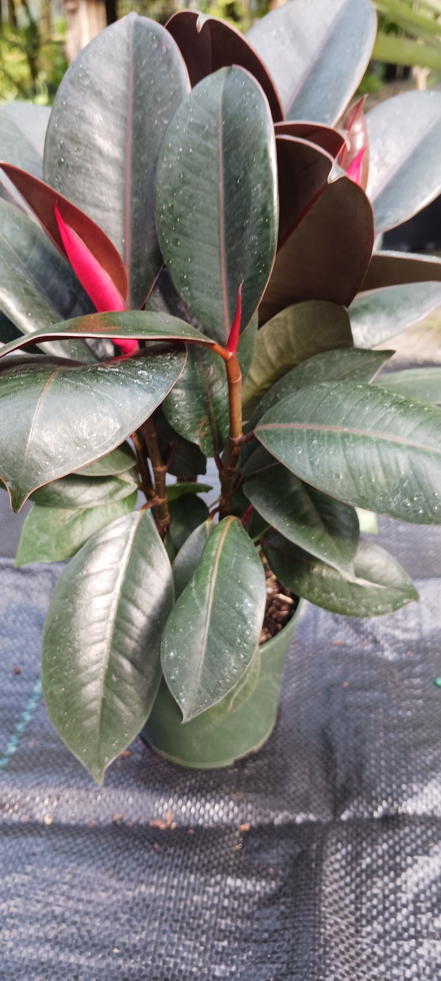 Ficus Robusta Burgundy Rubber Plant Tropical Plant