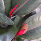 Ficus Robusta Burgundy Rubber Plant Tropical Plant