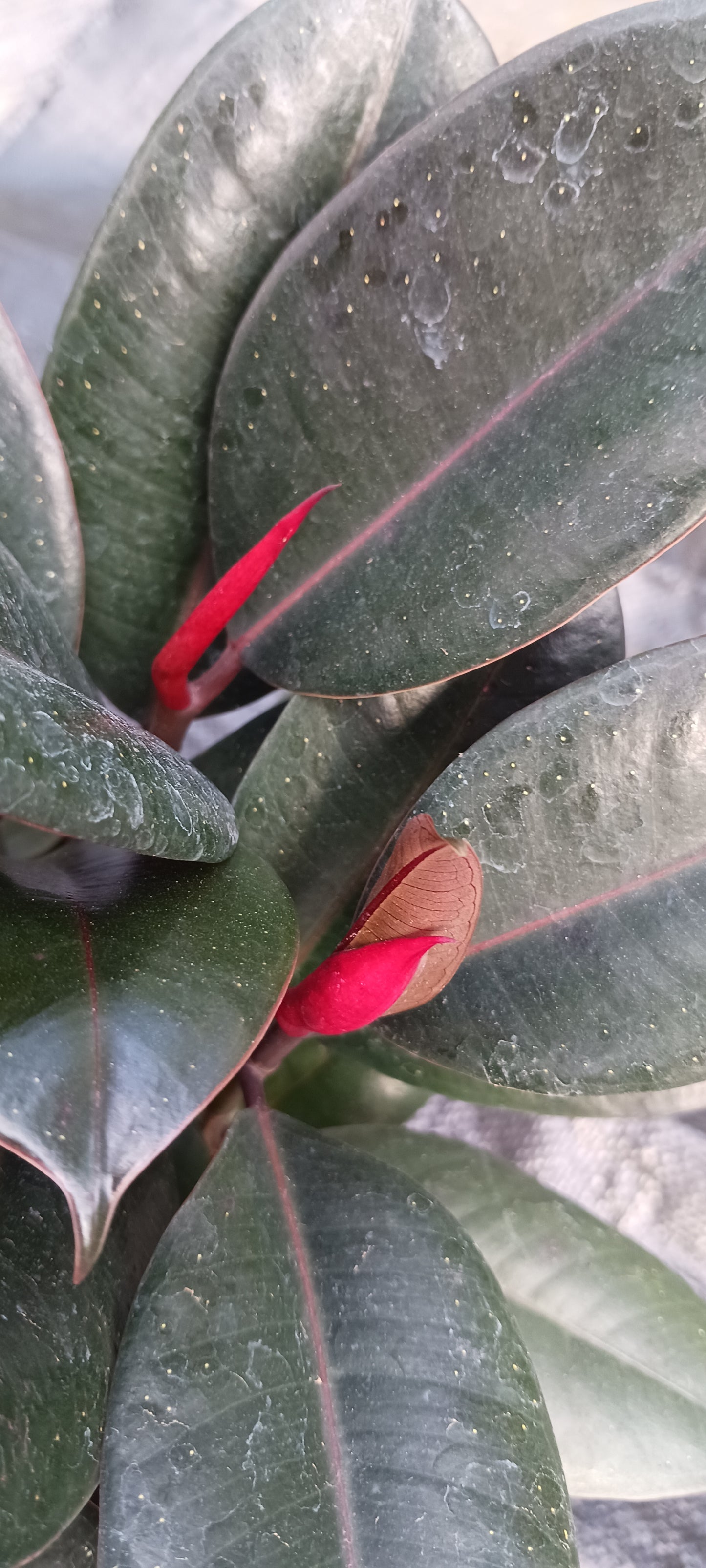 Ficus Robusta Burgundy Rubber Plant Tropical Plant