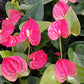 Anthurium Jambo Red Tropical Plant