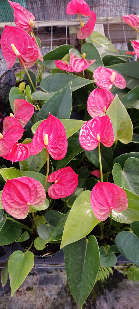 Anthurium Jambo Red Tropical Plant