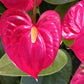 Anthurium Jambo Red Tropical Plant