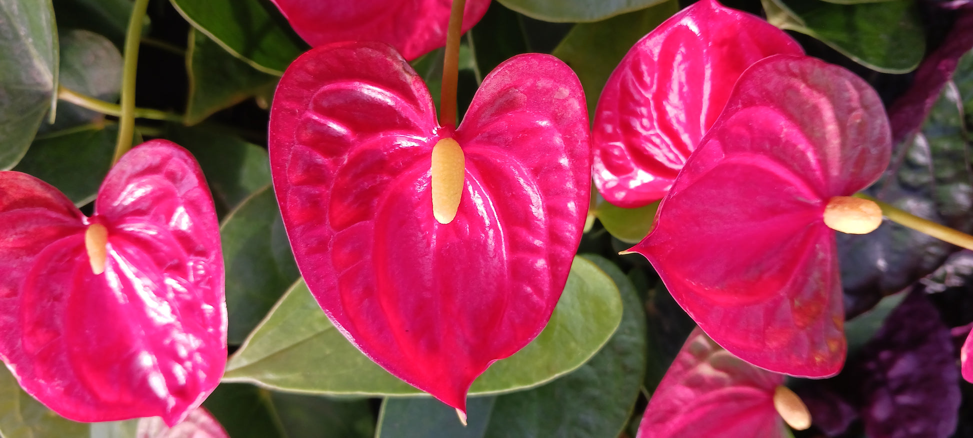 anthurium jambo red plant Anthurium Jambo Red Tropical Plant