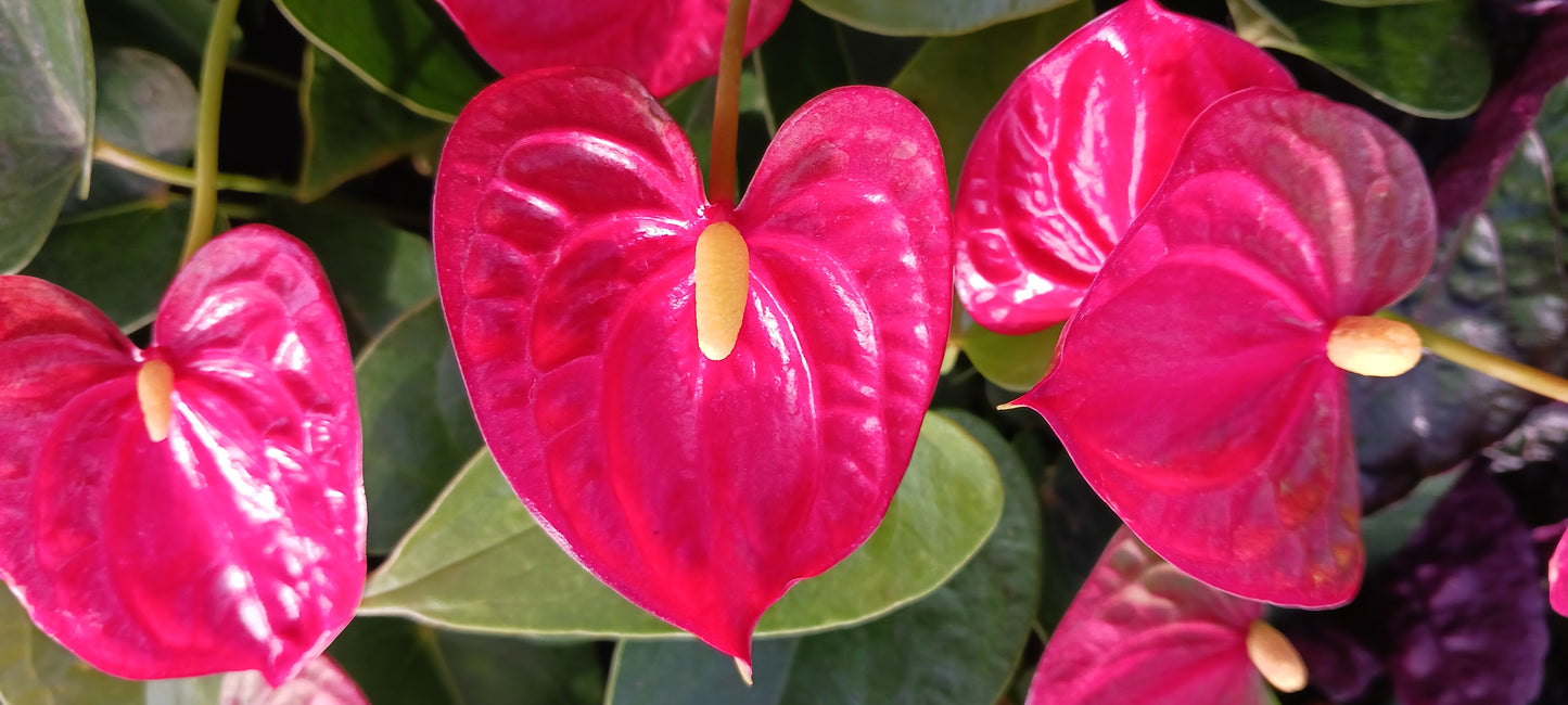 Anthurium Jambo Red Tropical Plant